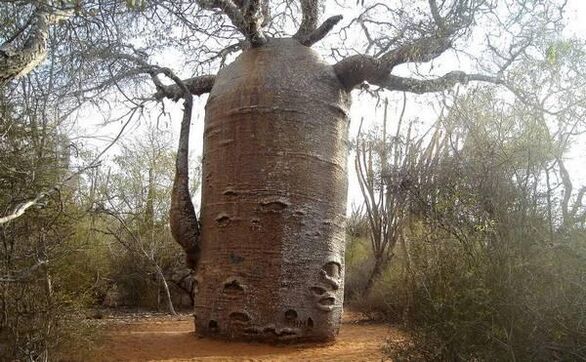 a thick tree trunk imitating penis enlargement